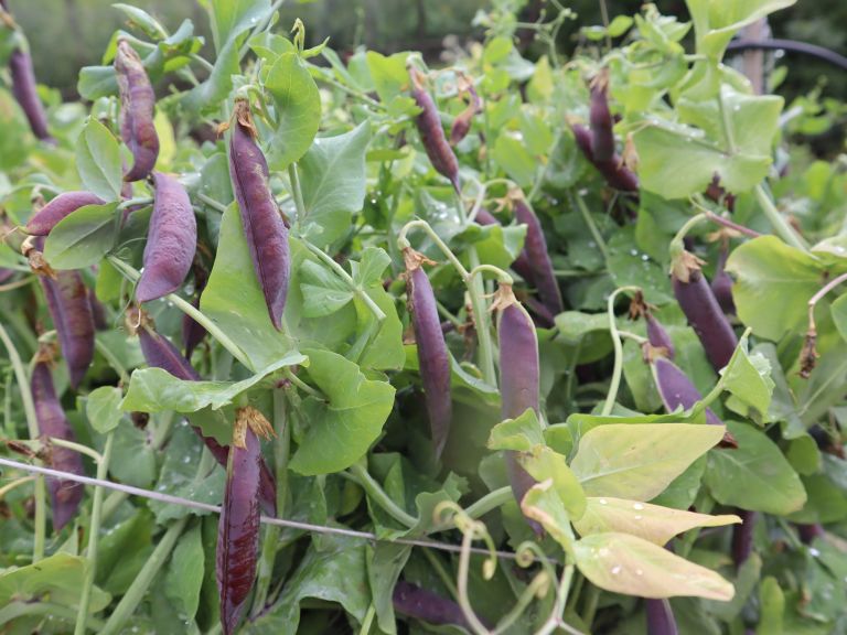 zelo roden in okusen je tudi grah z vijoličnimi stroki 1.JPG