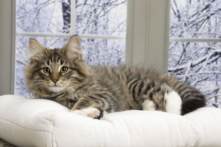 Norveška gozna mačka