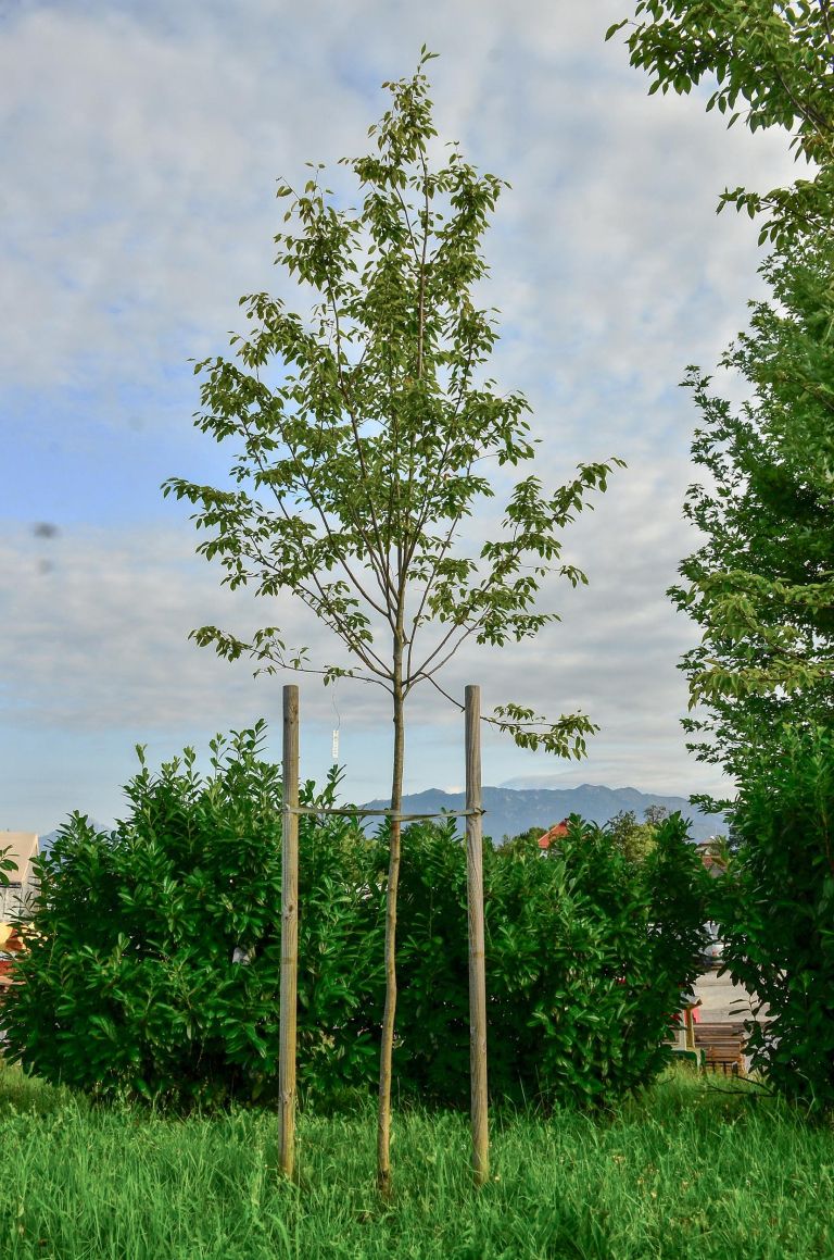 smarna-hrusica-robin-hill-ocara-z-lepoto