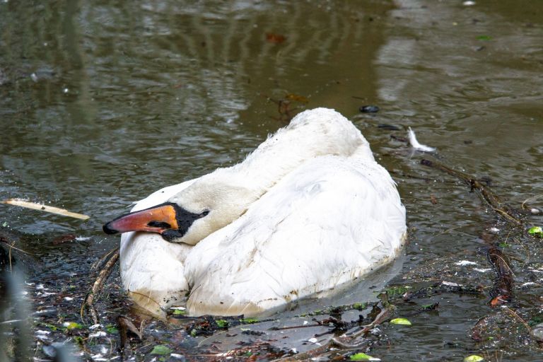mrtev labod, ptičja gripa