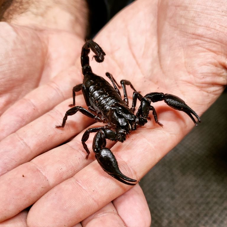 tropska-hisa, orjaski-azijski-gozdni-skorpijon