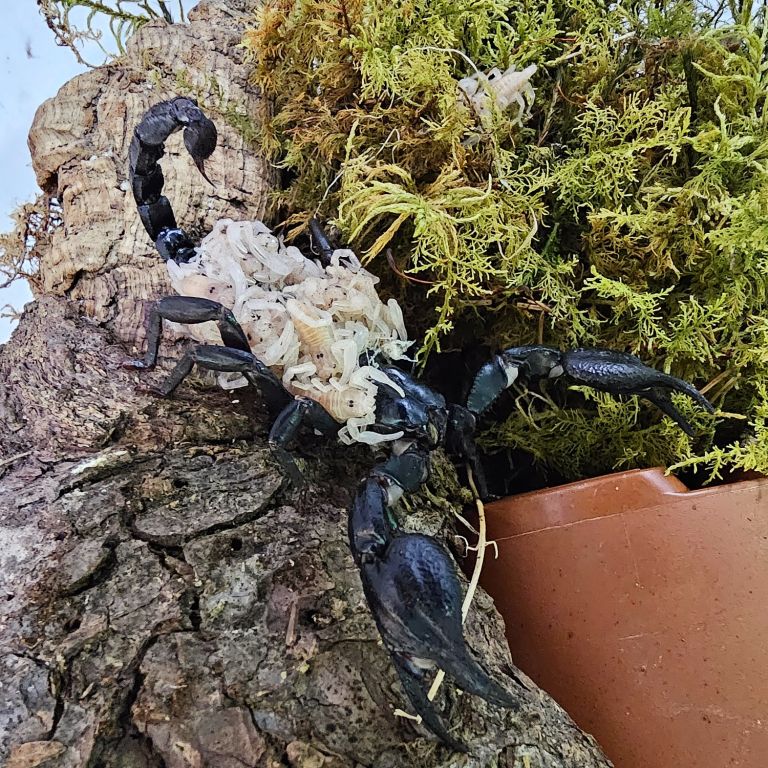 tropska-hisa, orjaski-azijski-gozdni-skorpijon