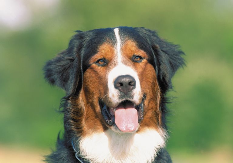 kuža, pes, mešanec