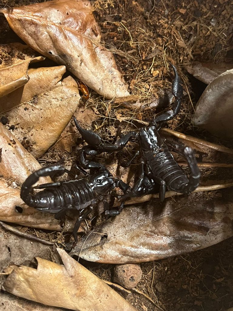 tropska-hisa, orjaski-azijski-gozdni-skorpijon