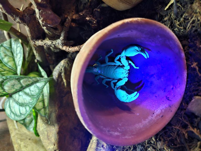 tropska-hisa, orjaski-azijski-gozdni-skorpijon