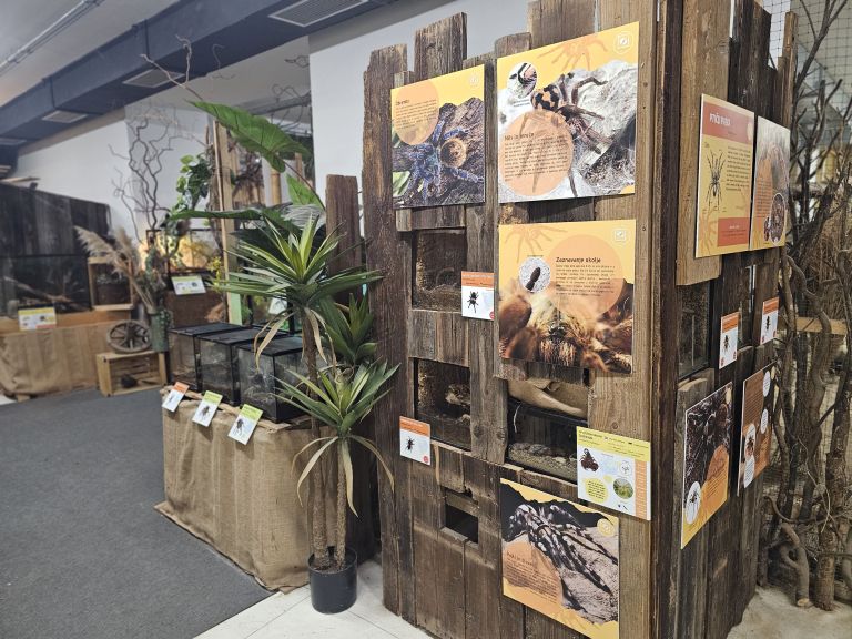 tropska-hisa, orjaski-azijski-gozdni-skorpijon