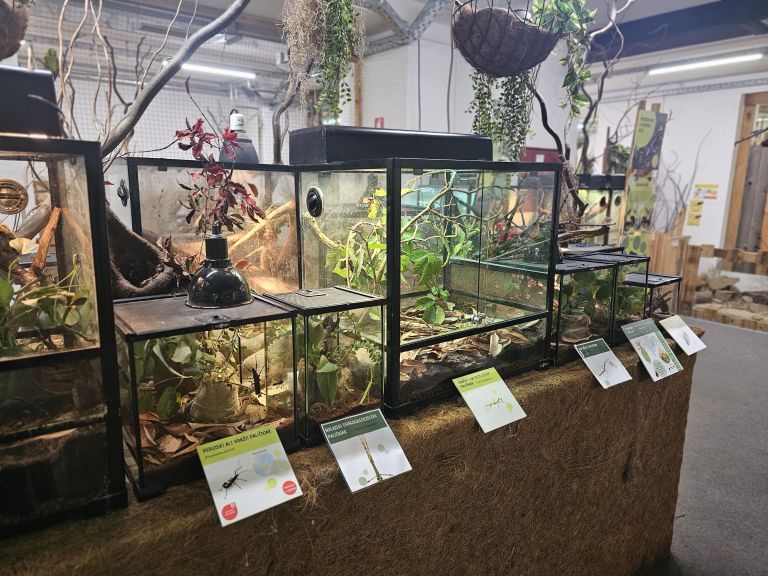 tropska-hisa, orjaski-azijski-gozdni-skorpijon