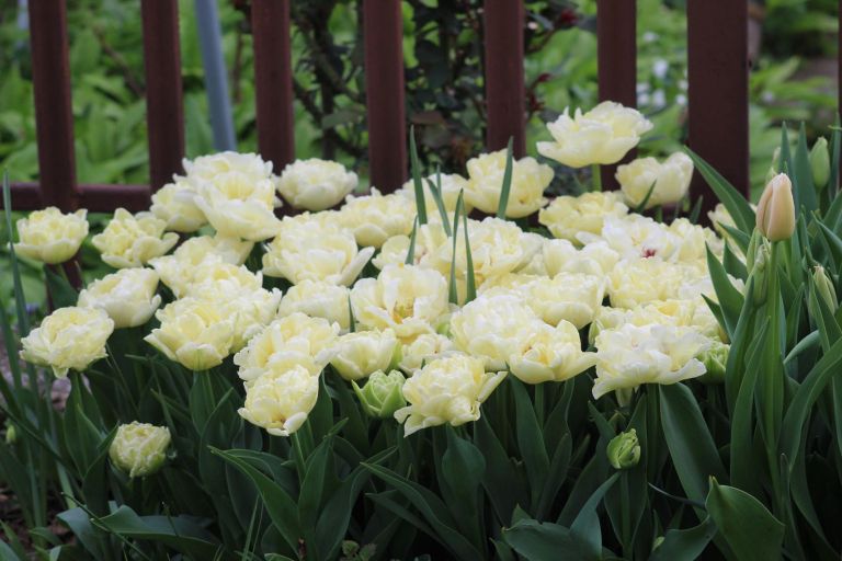 Tulipani avant garde