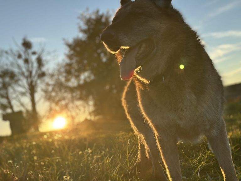 jesen, narava, listje, goričko, november