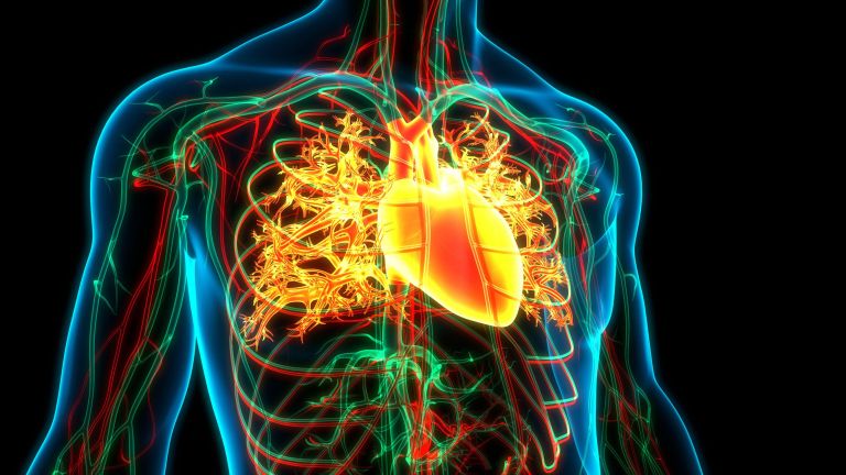 srce, zdravje srca