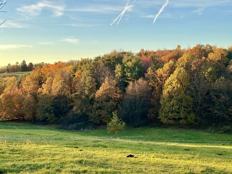 jesen, narava, listje, goričko, november