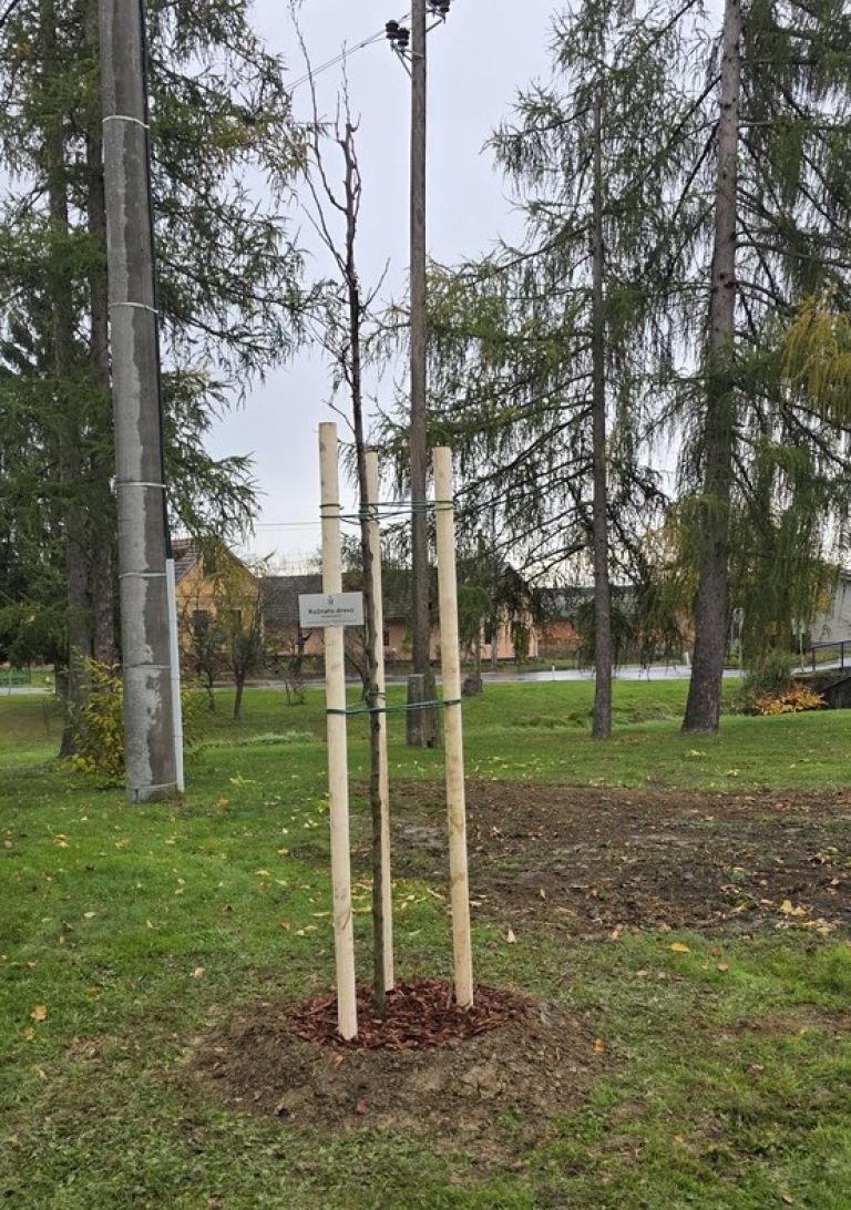 roznato-drevo, roznati-oktober, obcina-kobilje, obcina-tisina