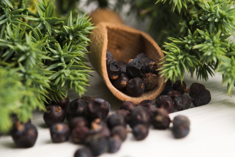 brin, brinove jagode