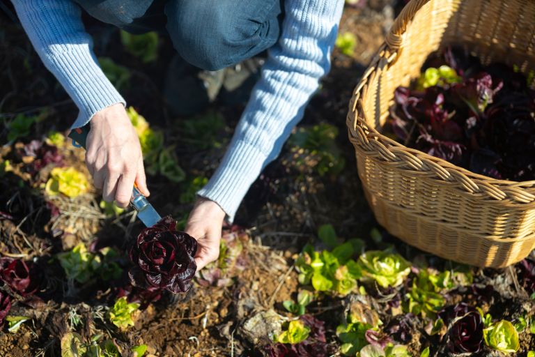 Zelenjavni naslovna-nov22.jpg