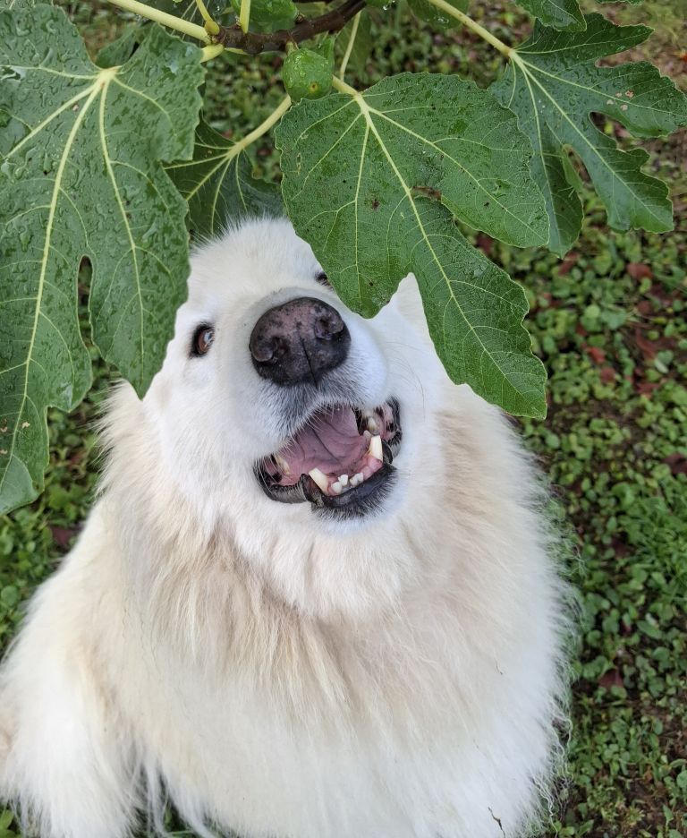 simbolicna, psi, pes, veriga, privezovanje