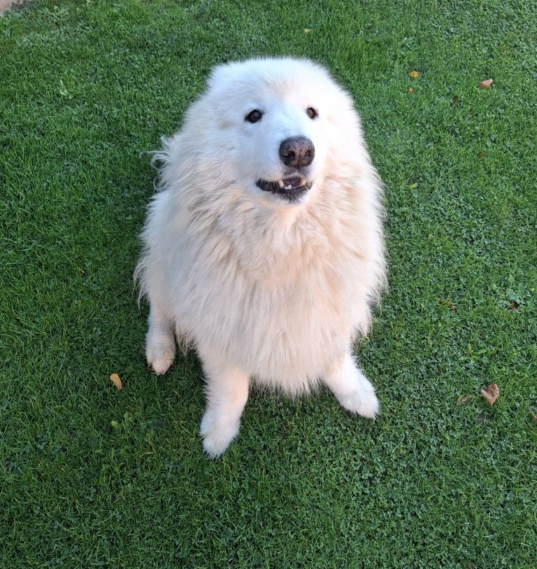 simbolicna, psi, pes, veriga, privezovanje