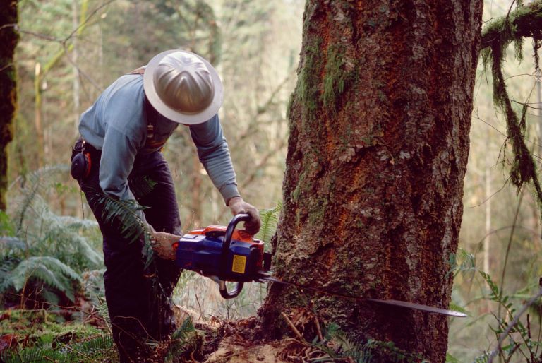 sečnja, motorka, gozd
