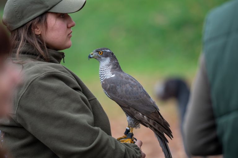 beltinci, lov-s-sokoli