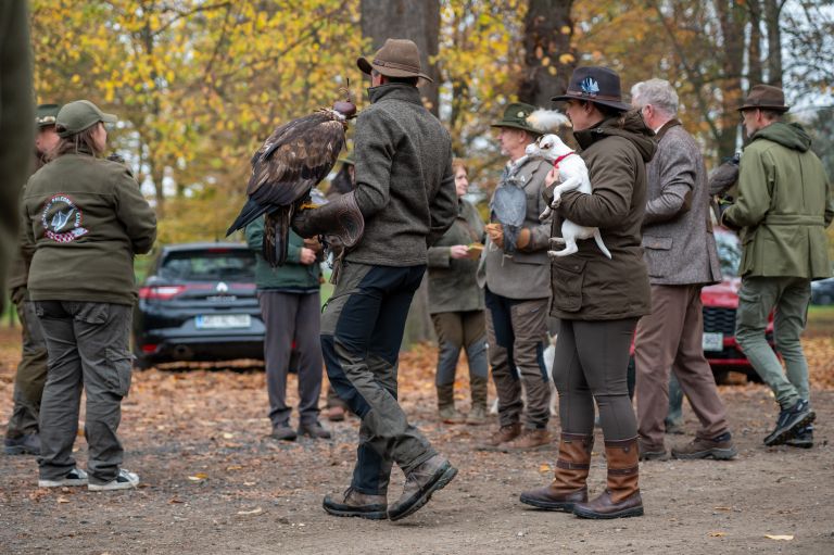 beltinci, lov-s-sokoli