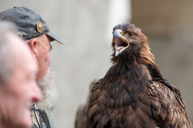 beltinci, lov-s-sokoli