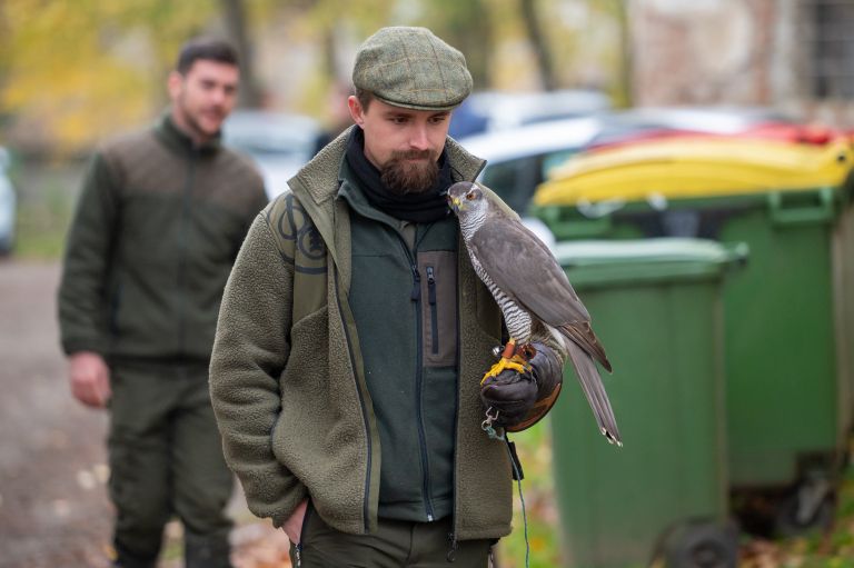 beltinci, lov-s-sokoli