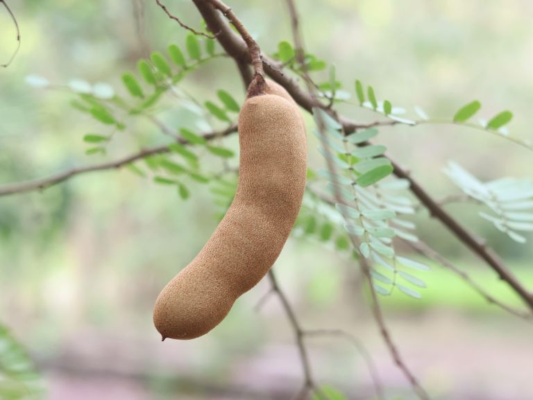 tamarind