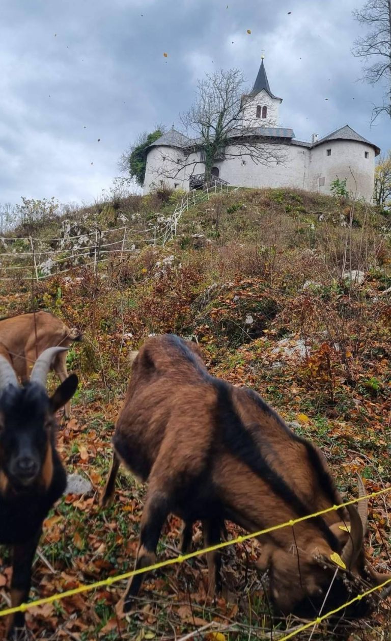 koza, tabor-nad-cerovim