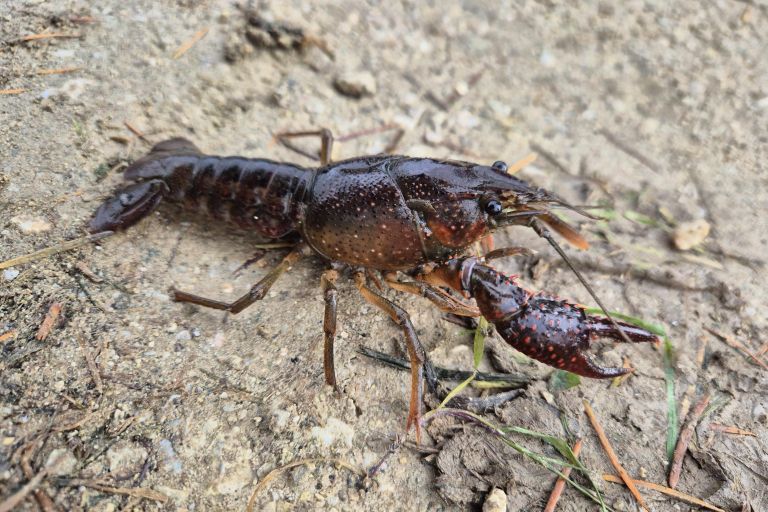 rak skarjar 2024_odstranjevanje_skarjar_Belej-FOTO Zavod za varstvo narave.jpg