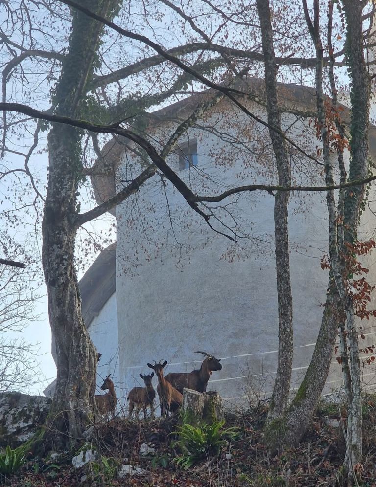 koza, tabor-nad-cerovim