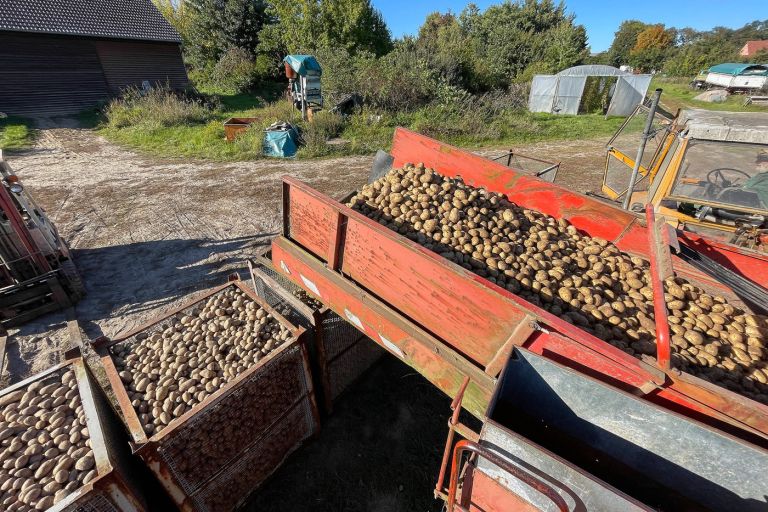 brandenburg, pridelava krompirja.jpg