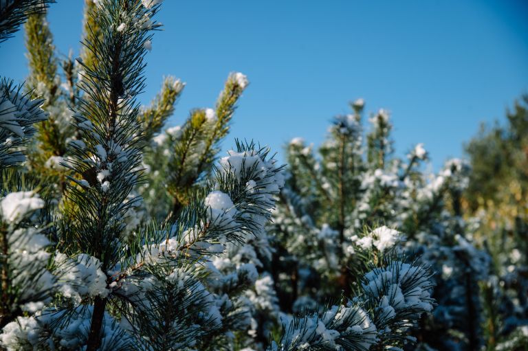 bor smreka sneg prazniki