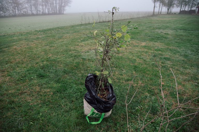 sajenje-mejic, gančani