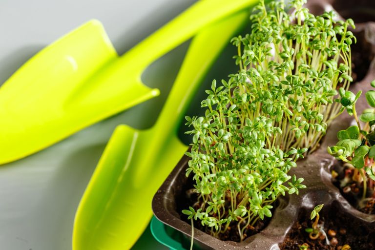 zelena-mediteranska-dieta