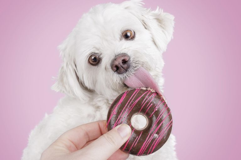 pes, sladkor, čokolada, hrana