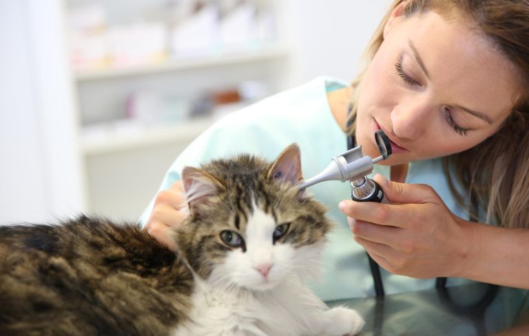 mačka, veterinar, ušesa