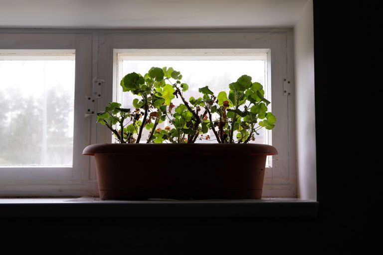 prezimovanje pelargoni j1