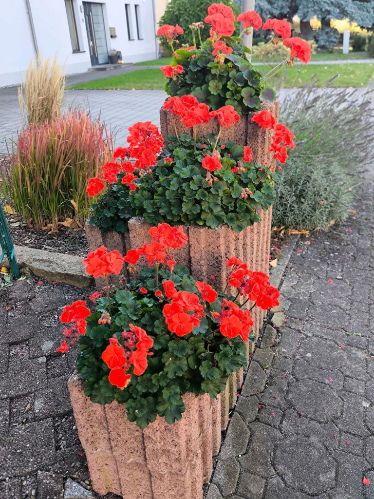 pelargonije jeseni 2