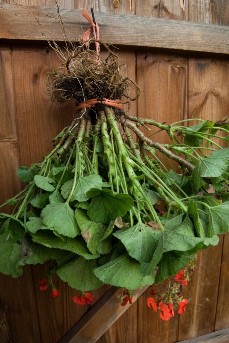 prezimovanje pelargonij 2