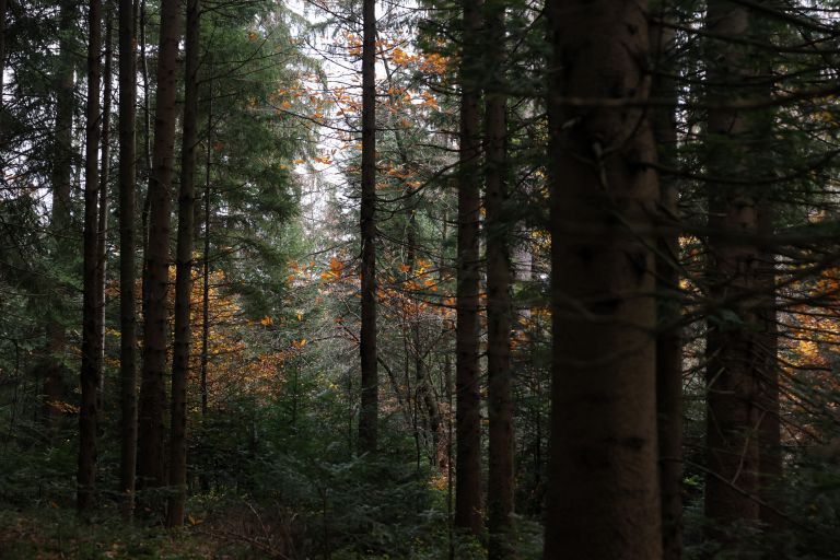 katarina-alic-cretnik, gozdna-terapija, gozdna-kopel