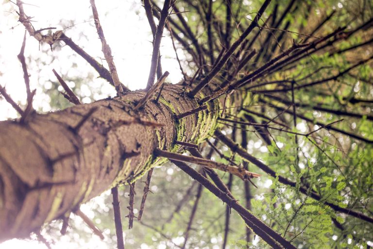 katarina-alic-cretnik, gozdna-terapija, gozdna-kopel