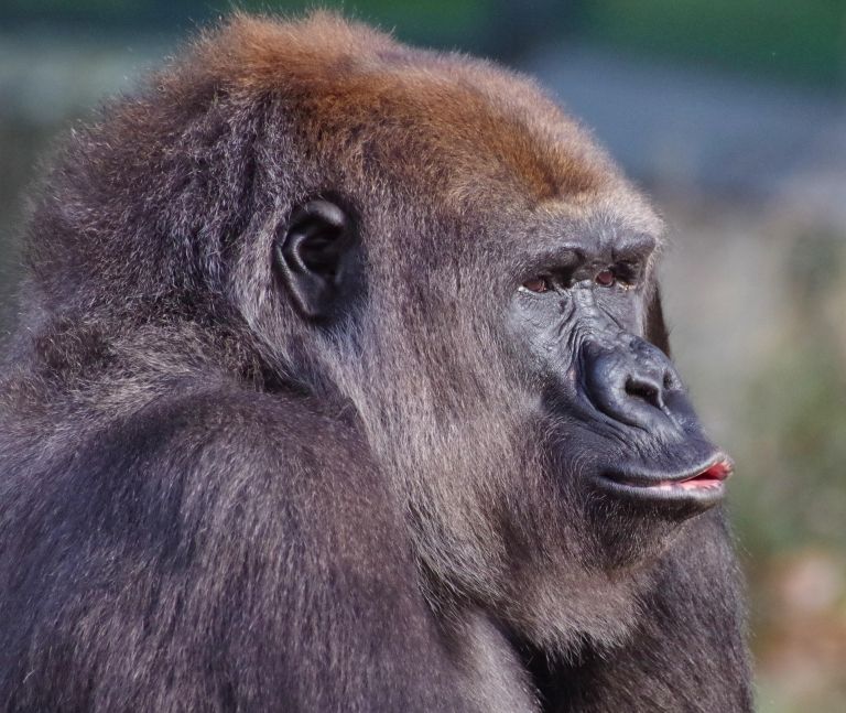 gorila.jpg