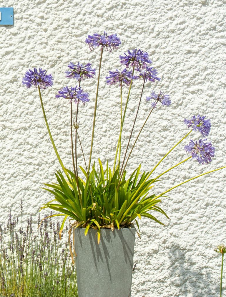 prezimovanje balkonske2