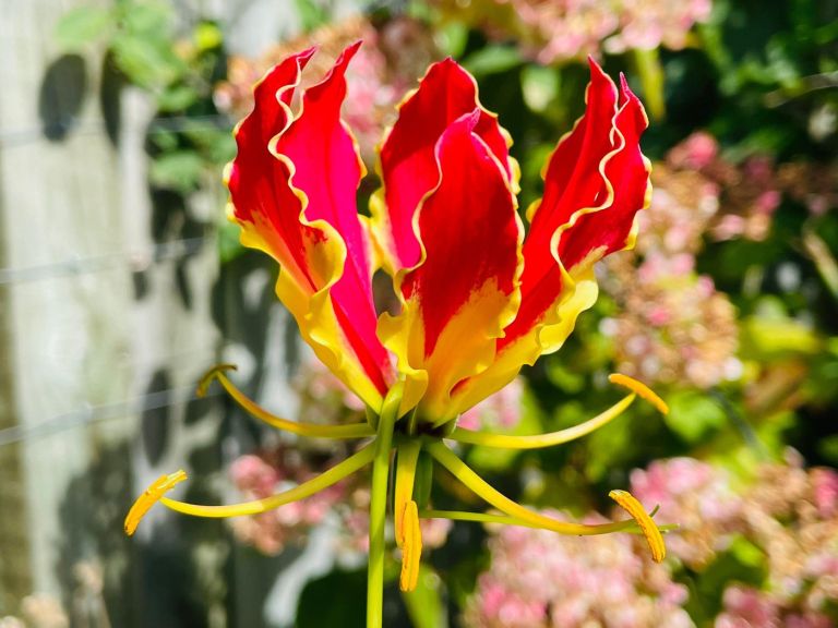 prezimovanje balkonske6