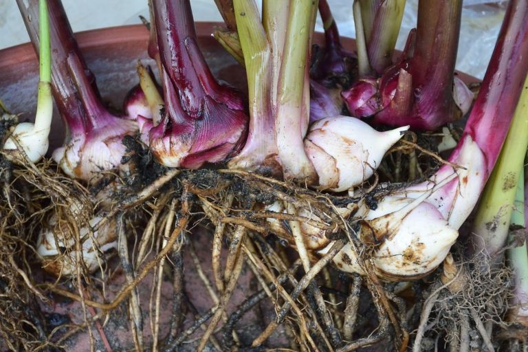 prezimovanje balkonske4