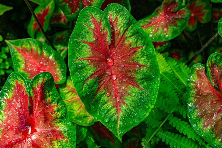 prezimovanje balkonske7