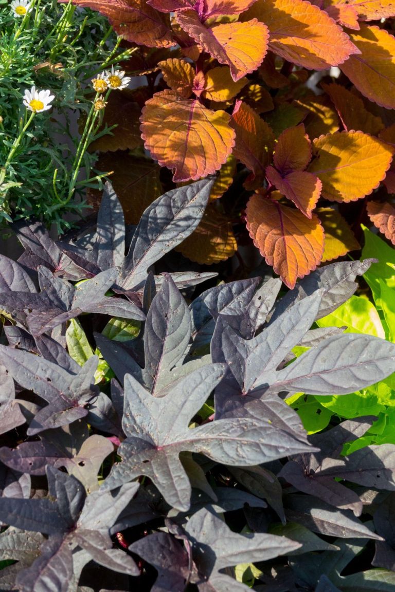 prezimovanje balkonske5