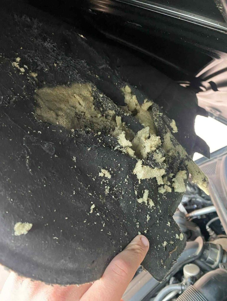 kuna, kune, avtomobil, škoda-na-avtomobilu