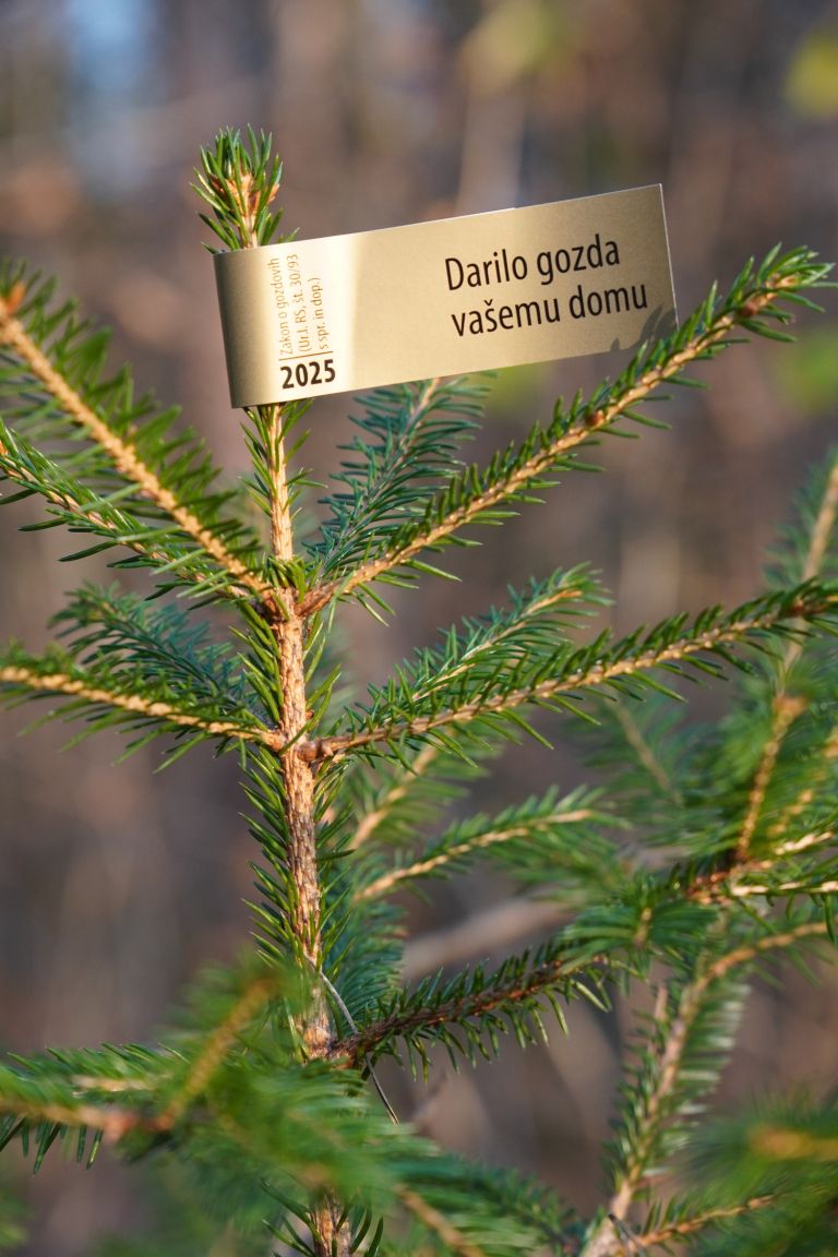 zavod-za-gozdove-slovenije, bozicno-drevo, zlata-nalepka