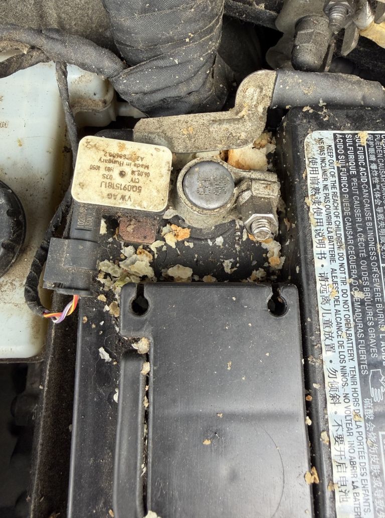 kuna, kune, avtomobil, škoda-na-avtomobilu