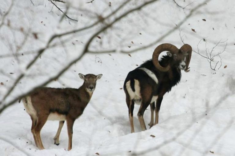 Na-Bocu-zivi-tudi-mocna-kolonija-muflonov